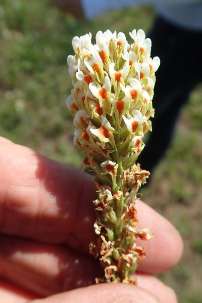 Hebenstretia comosa, photographed by Peter Warren