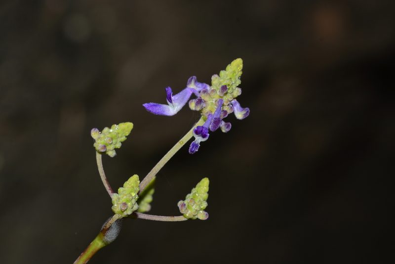 Coleus strobilifer, photographed by S.MORE