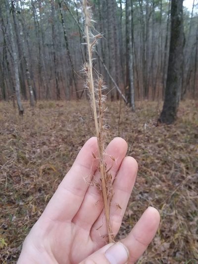 Erianthus contortus, photographed by Will McFarland