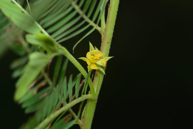 Chamaecrista pumila, photographed by S.MORE