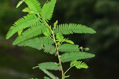 Chamaecrista pumila, photographed by S.MORE