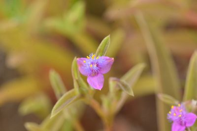Cyanotis fasciculata, photographed by S.MORE