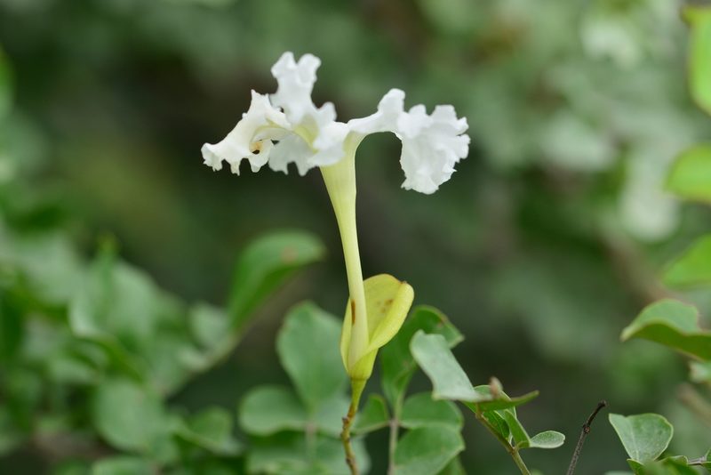 Dolichandrone falcata, photographed by S.MORE