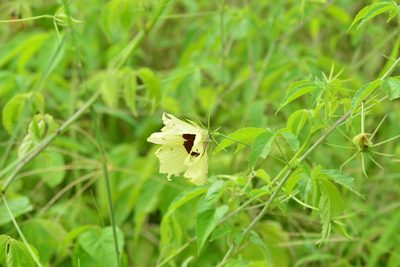 Astrohibiscus caesius, photographed by S.MORE
