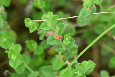 Indigofera cordifolia, photographed by S.MORE