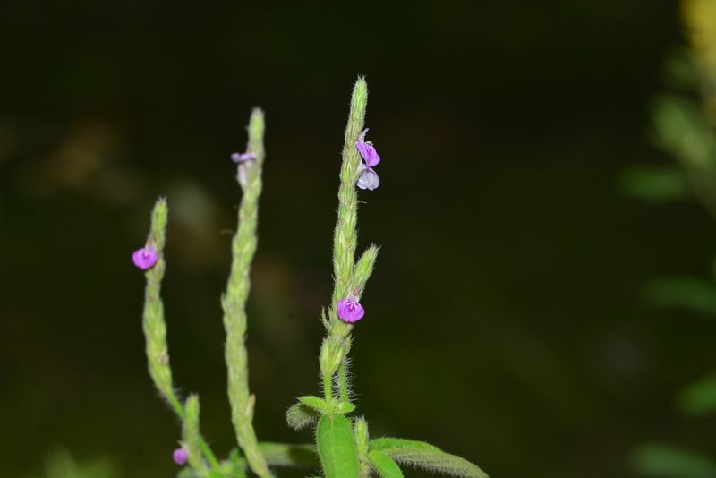 Justicia micrantha, photographed by S.MORE