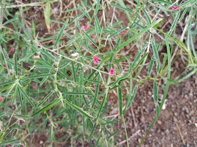 Indigofera linifolia, photographed by S.MORE