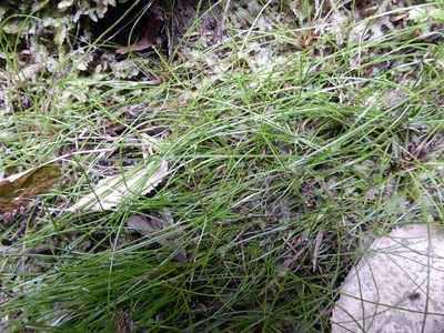 Isolepis reticularis, photographed by Peter de Lange