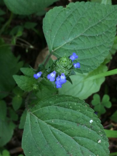 Salvia lasiocephala, photographed by Juan J. Morales-Trejo