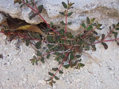 Euphorbia cozumelensis, photographed by Eric Knight
