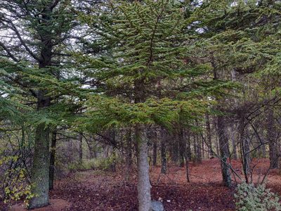 Cedrus brevifolia, photographed by Davide Puddu