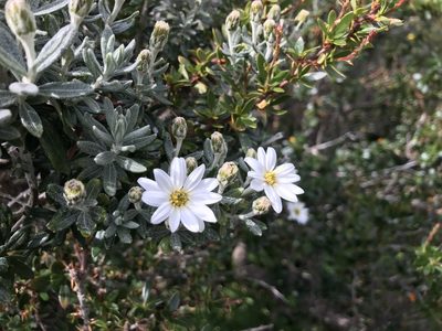 Chiliotrichum diffusum, photographed by Erasmo Macaya Horta
