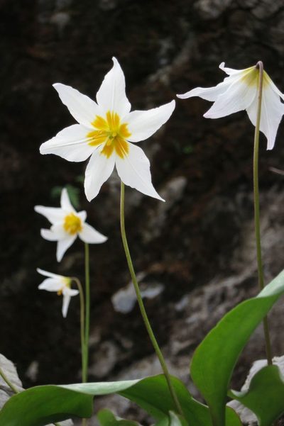 Erythronium shastense, photographed by Ed Alverson