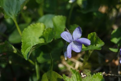 Viola howellii, photographed by Ed Alverson