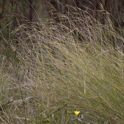 Austrostipa muelleri, photographed by Kym Nicolson