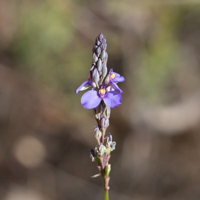 Comesperma calymega, photographed by Kym Nicolson