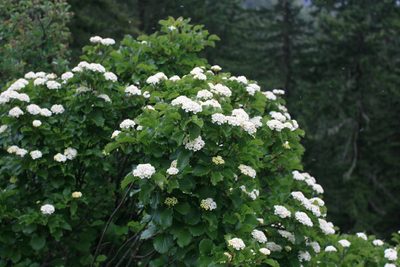 Viburnum ellipticum, photographed by Ed Alverson