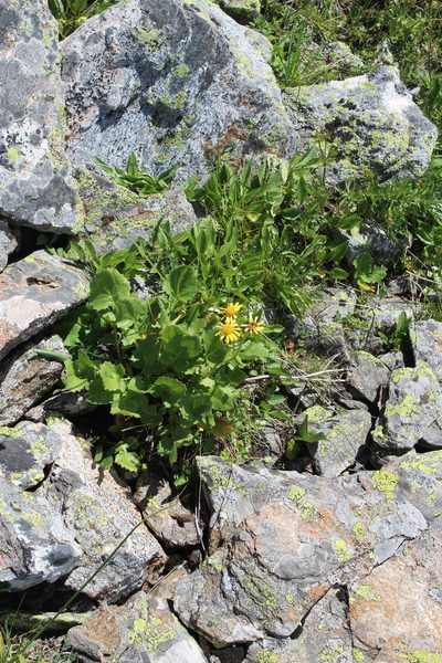 Iranecio taraxacifolius, photographed by Dmitriy Bochkov