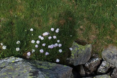 Cardamine uliginosa, photographed by Dmitriy Bochkov