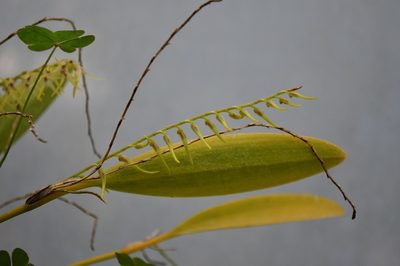 Stelis poasensis, photographed by Neptalí Ramírez Marcial
