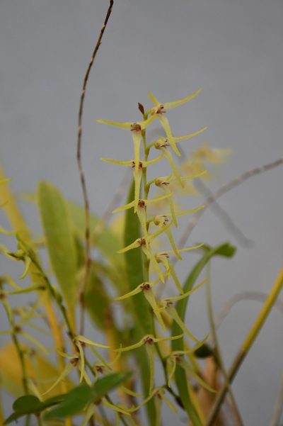 Stelis poasensis, photographed by Neptalí Ramírez Marcial