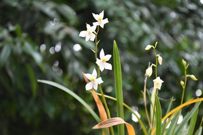 Cuitlauzina pulchella, photographed by Neptalí Ramírez Marcial