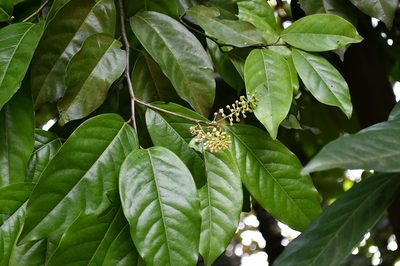 Prunus tetradenia, photographed by Neptalí Ramírez Marcial