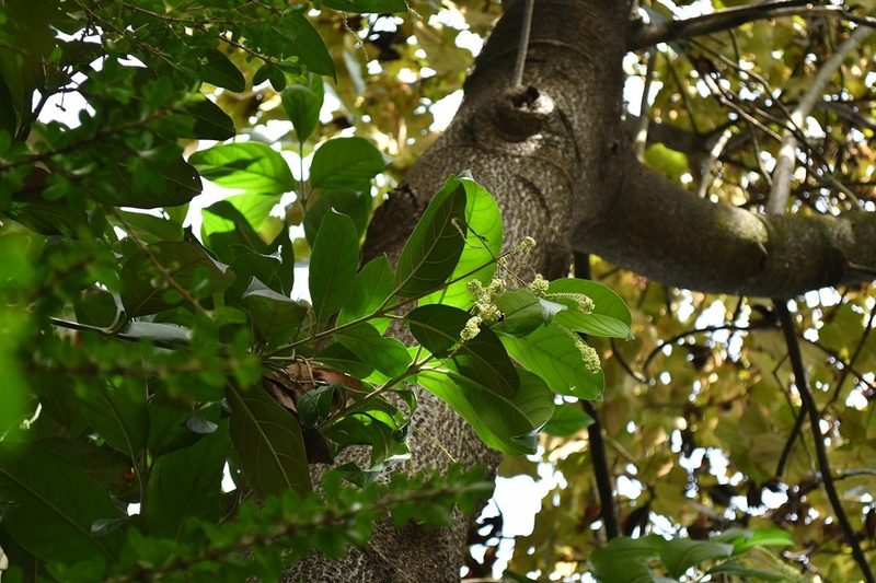 Citharexylum mocinoi, photographed by Neptalí Ramírez Marcial