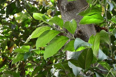 Citharexylum mocinoi, photographed by Neptalí Ramírez Marcial