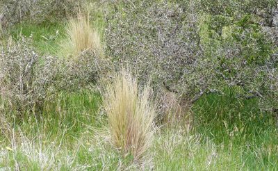 Festuca novae-zelandiae, photographed by Colin Meurk