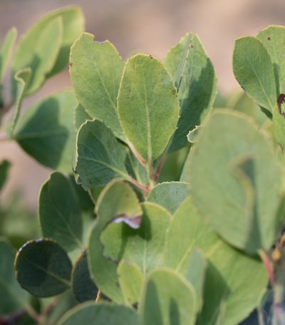 Arctostaphylos rainbowensis, photographed by Jesse Rorabaugh