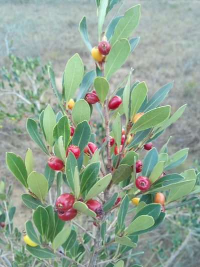 Eugenia punicifolia, photographed by Kristof Zyskowski