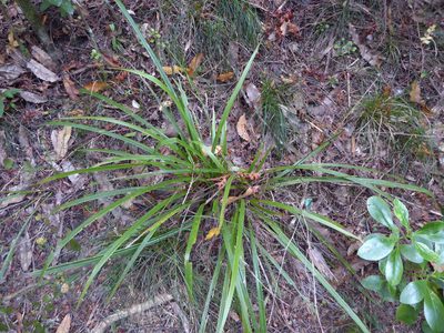 Cordyline pumilio, photographed by Peter de Lange