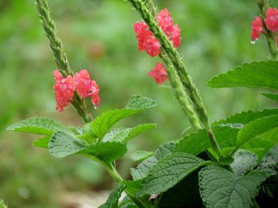 Stachytarpheta mutabilis, photographed by Katja Schulz