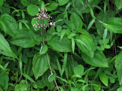 Miconia subcrustulata, photographed by Katja Schulz