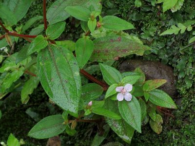 Schwackaea cupheoides, photographed by Katja Schulz