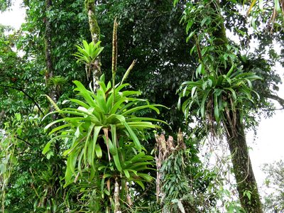 Werauhia gladioliflora, photographed by Katja Schulz