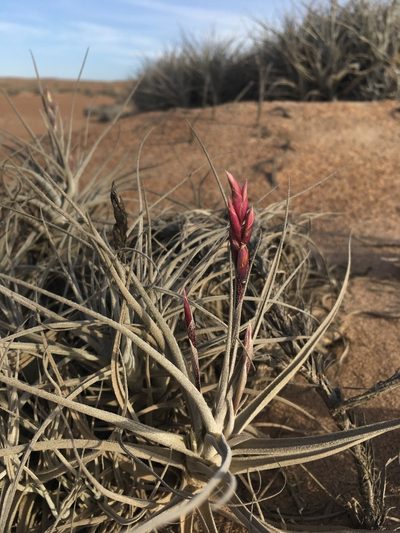 Tillandsia marconae, photographed by Matt Berger