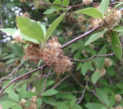 Olearia fragrantissima, photographed by Sarah Richardson