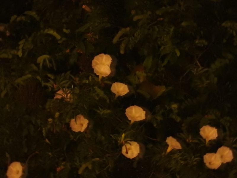 Ipomoea robinsonii, photographed by Alexis López Hernández