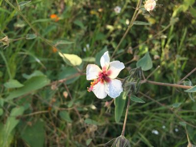 Pavonia oxyphylla, photographed by Fredy