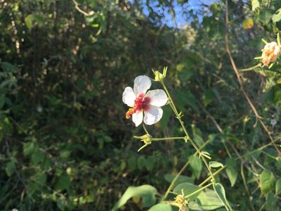 Pavonia oxyphylla, photographed by Fredy