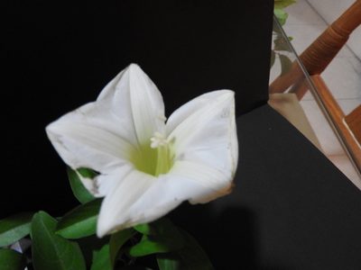 Ipomoea robinsonii, photographed by Alexis López Hernández