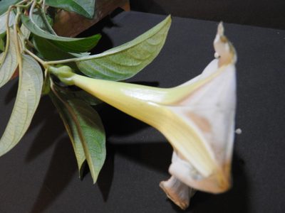 Ipomoea robinsonii, photographed by Alexis López Hernández