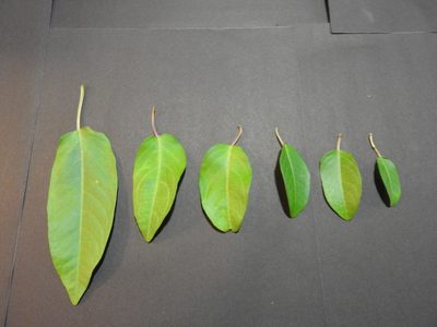 Ipomoea robinsonii, photographed by Alexis López Hernández
