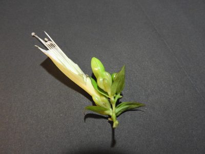 Ipomoea robinsonii, photographed by Alexis López Hernández