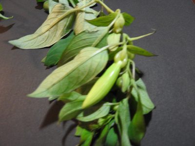 Ipomoea robinsonii, photographed by Alexis López Hernández