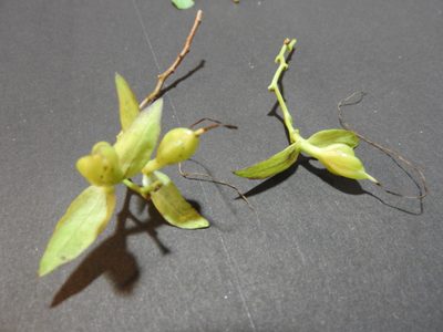 Ipomoea robinsonii, photographed by Alexis López Hernández