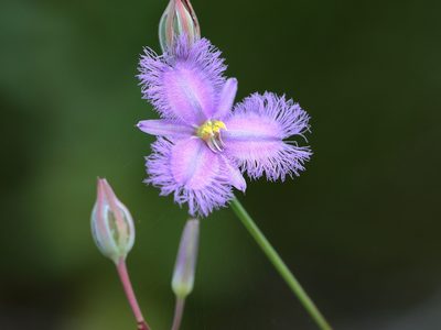 Thysanotus banksii, photographed by Graham Winterflood