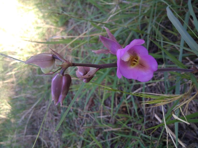 Eulophia cucullata, photographed by Jonathan Whitaker